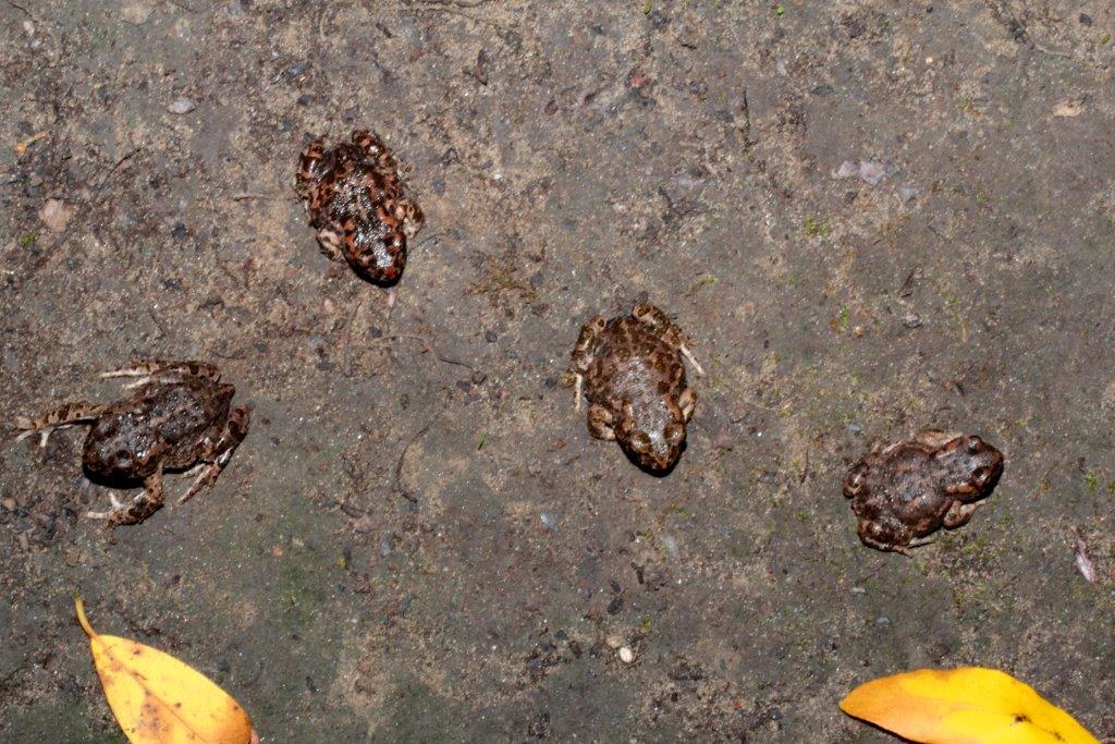 Parco Regionale di S.Rossore: il Parco degli smeraldini!